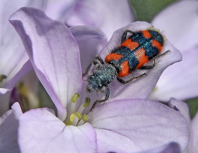 Trichodes alvearius